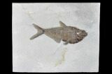 Fossil Fish (Diplomystus) - Wyoming #179299-1